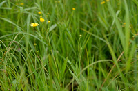 Grote boterbloem; Greater Spearwort; Ranunculus lingua