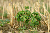 Sickle Spurge; Euphorbia falcata