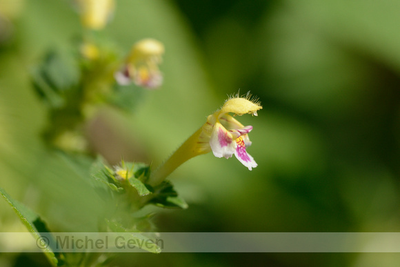 Dauwnetel; Large-flowered Hemp-nettle; Galeopsis speciosa subsp.