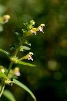 Dauwnetel - Large-flowered Hemp-nettle - Galeopsis speciosa subsp. speculum - Galeopsis pubescens subsp. murriana