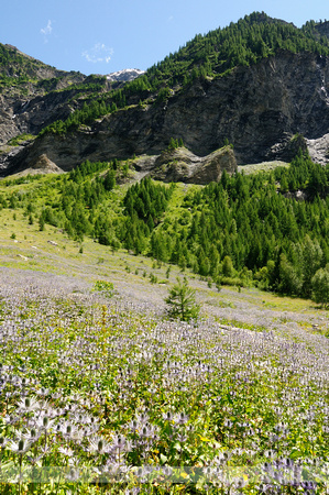 Alpenkruisdistel; Alpine Sea Holly; Eryngium alpinum;