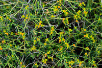 Spiny Spurge; Euphorbia spinosa