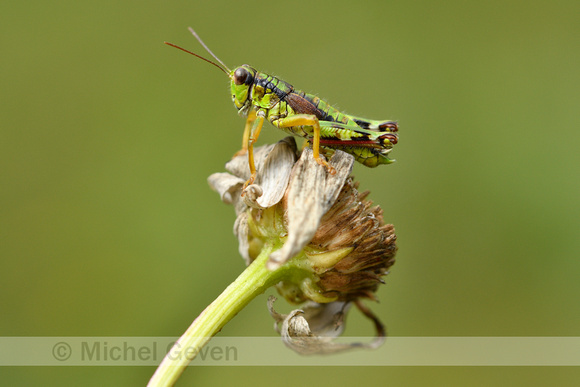 Groene Bergsprinkhaan; Green Mountain Grasshopper; Miramella alp