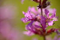 Grote Kattenstaart - Purple Loosestrife - Lythrum salicaria