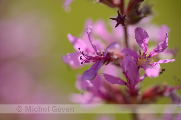 Grote Kattenstaart; Purple Loosestrife; Lythrum salicaria;