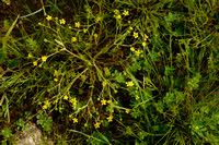 Ranunculus revelieri subsp. revelieri