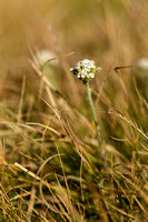 Duizendblad; Yarrow; Achillea millefolium