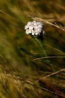 Duizendblad; Yarrow; Achillea millefolium