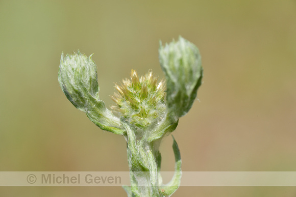 Duits viltkruid; Common cudweed; Filago vulgaris