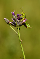 Groene bergsprinkhaan; Green mountain grasshopper; Miramella alp