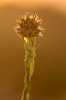 Common cudweed; Duits Viltkruid; Filago vulgaris