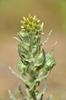 Duits viltkruid; Common cudweed; Filago vulgaris