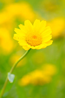 Gele Ganzebloem; Chrysanthemum segetum; Corn Daisy
