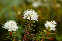 Moerasrozemarijn; Labrador-tea; Rhododendron tomentosum