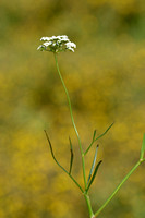Zilt torkruid; Parsley Water-dropwort; Oenanthe lachenalii;