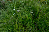 Zilt torkruid - Parsley Water-dropwort - Oenanthe lachenalii