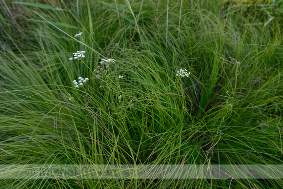 Zilt torkruid; Parsley Water-dropwort; Oenanthe lachenalii