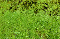 Groot Bronkruid; Annual water minerslettuce; Montia fontana subsp. rivularis