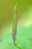 Voorjaarslathyrus - Spring Pea - Lathyrus vernus