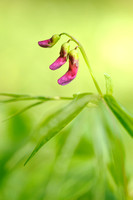 Voorjaarslathyrus - Spring Pea - Lathyrus vernus