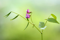 Voorjaarslathyrus bloeiend op kruidenrijke bosbodem; Flowering S