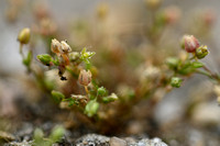 Donkere vetmuur; Annual pearlwort; Sagina apetala