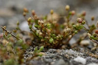 Donkere vetmuur; Annual pearlwort; Sagina apetala