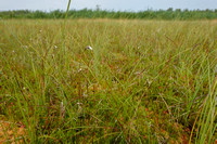Slank wollegras - Slender Cotton-grass - Eriophorum gracile