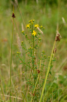Kantig hertshooi; Spotted St. John's-Wort; Hypericum maculatum subsp. obtusiusculum