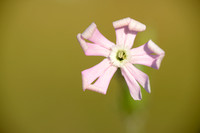 Nachtkoekoeksbloem - Night-flowering Catchfly - Silene noctiflora