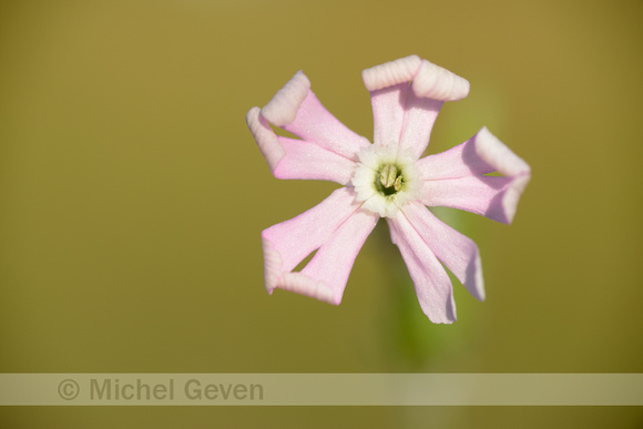 Nachtkoekoeksbloem; Night-flowering Catchfly; Silene noctiflora