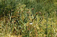 Wegdistel; Cotton Thistle; Onopordum acanthium