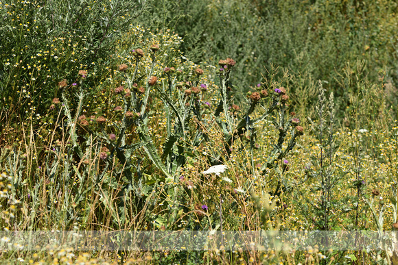 Wegdistel; Cotton Thistle; Onopordum acanthium