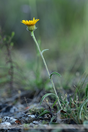 Bergalant; Inula montana
