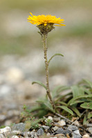 Bergalant; Inula montana;
