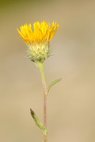 Bergalant; Inula montana