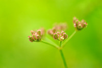 Heggendoornzaad - Upright hedge-parsley - Torilis japonica