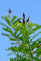 Indigostruik - Western false indigo - Amorpha fruticosa