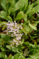 Lamsoor; Common Sea lavender; Limonium vulgare