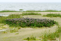 Lamsoor - Common Sea lavender - Limonium vulgare
