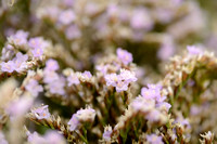 Lamsoor; Common Sea lavender; Limonium vulgare