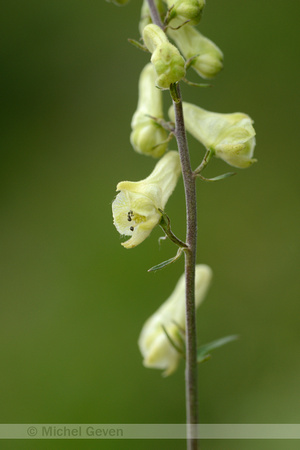 Gele Monnikskap; Wolf's-bane; Aconitum lycoctonum subsp. vulpari