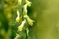 Gele monnikskap; Wolfsbane; Aconitum vulparia
