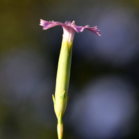 Dianthus godronianus