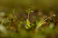 Vroeg beemdgras; Early Meadow-grass; Poa infirma