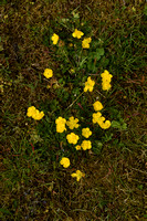 Kruipende boterbloem; Creeping Buttercup; Ranunculus repens