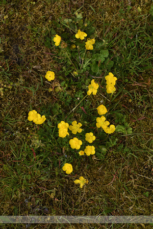 Kruipende boterbloem; Creeping Buttercup; Ranunculus repens