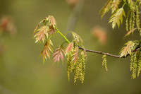 Amerikaanse eik - Red Oak - Quercus rubra