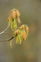 Amerikaanse eik; Red Oak; Quercus rubra