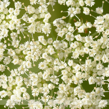 Karwijselie; Cambridge Milk-Parsley; Selinum carvifolia